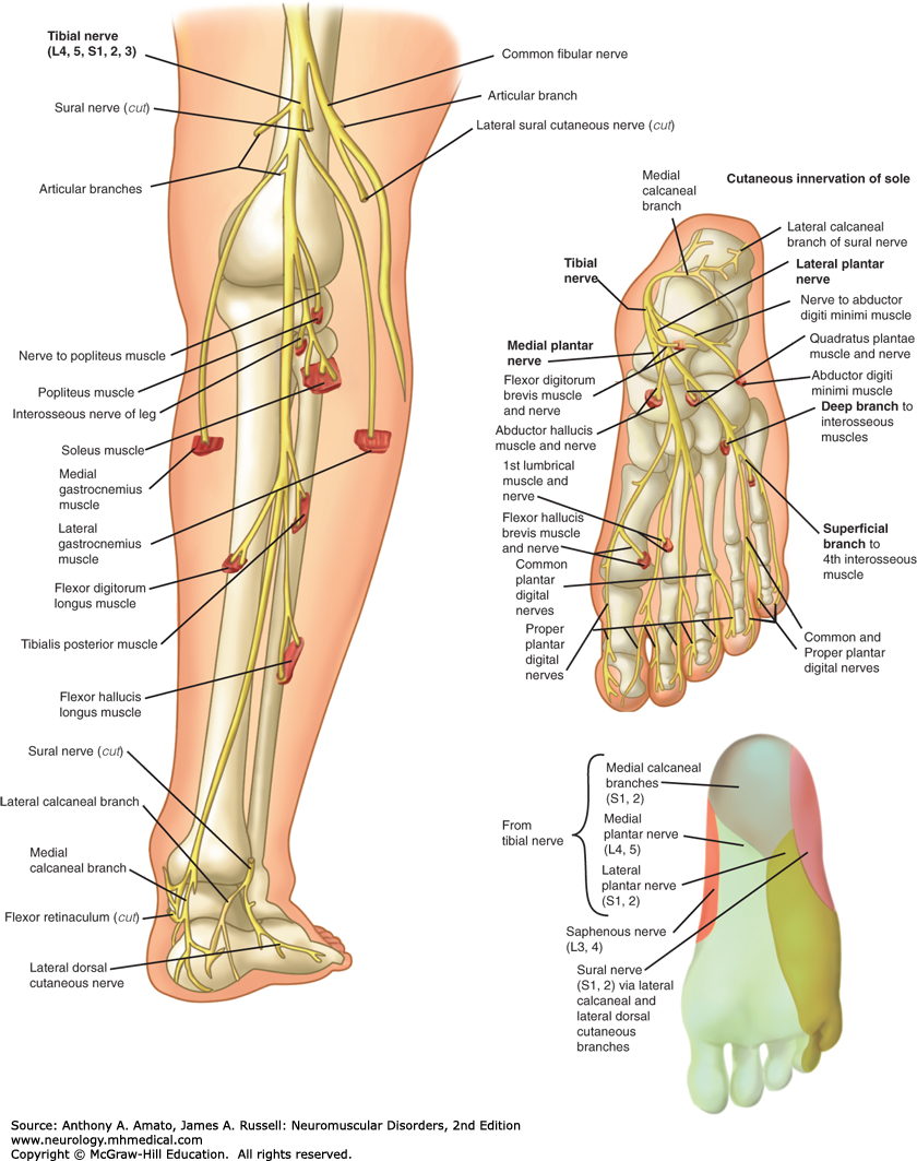 sensory nerve distribution leg